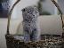 PoulaTo: Το εντυπωσιακό Scottish Fold Tica Kitten Ready